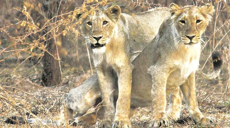 Gujarat: Lion kills labourer in Amreli, farmer injured by leopard in Gir Somnath | Cities News,The Indian Express