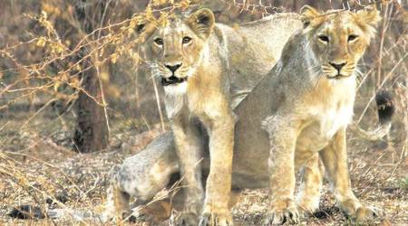 lions attack buffalo in Surendranagar, buffalo killed in rajokt, Asiatic lions preyed on buffalo, rajkot news, indian express news
