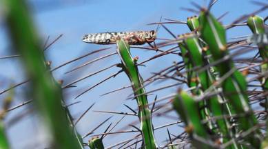 gujarat locust attacks, locust attacks in gujarat villages, locust attacks crop damage, government compensation, RC Faldu, gujarat news, indian express news