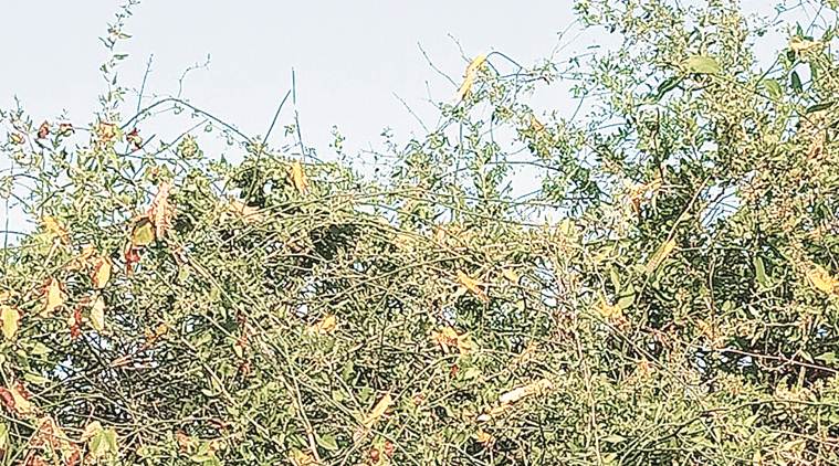 Gujarat govt estimate on farms across districts: 6,000 hectares under ...