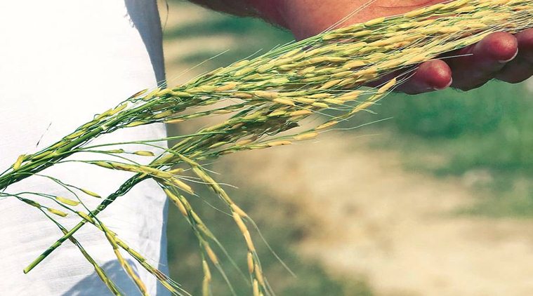 Punjab: Produce per acre up, but total paddy yield down by almost 3% thanks to diversification