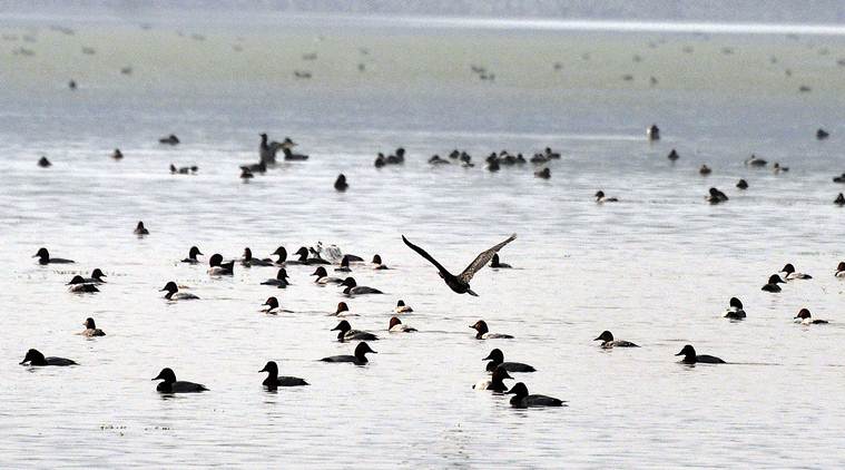Sambhar lake, migratory birds, sambhar lake birds dead, Siberian cranes, Rajasthan, Veterinary Research Institute, india news, Indian Express