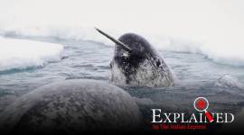 Narwhal tusk: Once ‘unicorn horn’, now weapon that thwarted terrorist