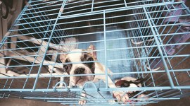 Noida dogs stolen, Noida dogs hospital, dogs stolen from Noida vet hospital, Delhi news, city news, Indian Express