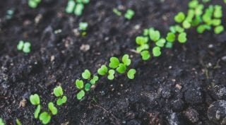 plant seeds, plant chemicals in food processing, plant food synthesis, plant food chemical process