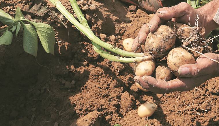 Big cheer for farmers in Punjab: early potato fetches 3 times last year's price