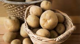 Potato production in india, india potato production output, potato waste india, indian express news