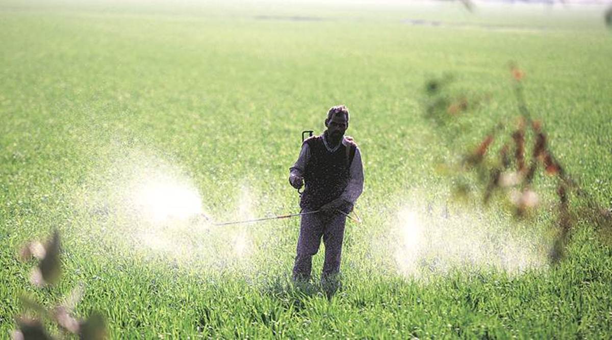 PAU cautions farmers against mite attack on summer vegetable crops