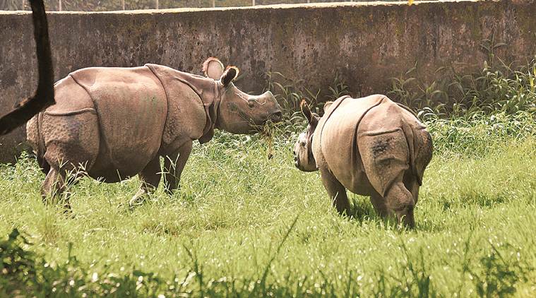 rhinos dead in Jaldapara National Park, rhinos dead in jalpaiguri, rhino population west bengal, west bengal forest department, kolkata city news