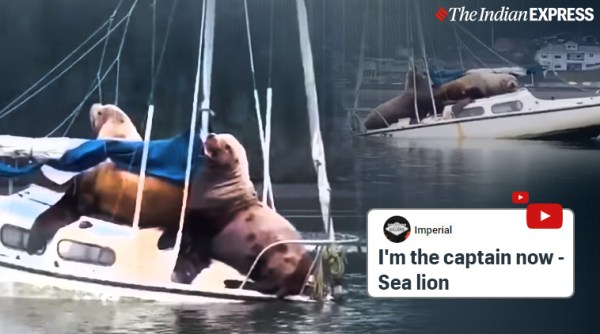 Sea lions on boat, Sea lions hanging out on boat, Sea lions video, sea lions in Olympia, Olympia, Viral Video, Trending, Indian express news