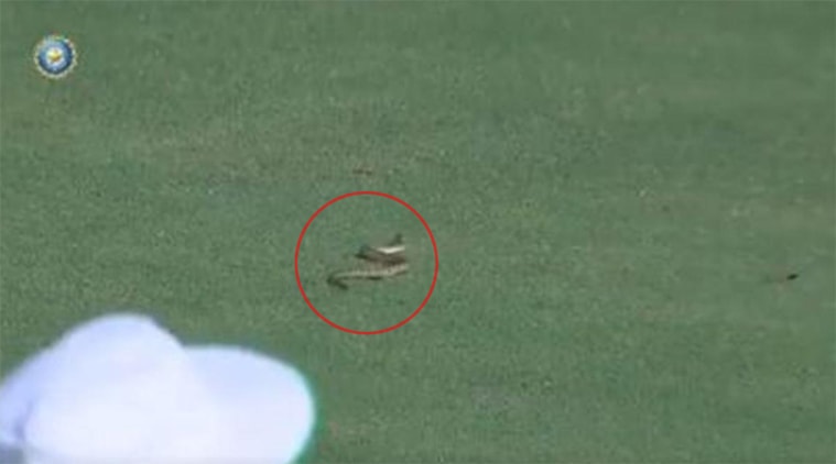 Watch: Snake delays proceedings in Ranji match between Andhra and Vidharbha