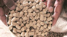 soyabean production, soyabean prices, pune news, maharashtra news, indian express news