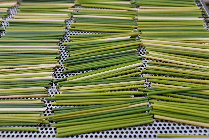 Grass Straws: An Eco-Friendly Product Originated From Vietnam
