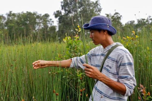 Vietnamese entrepreneur Tran Minh Tien, 3T, grass straw, wild grey sedge grass, lastic straw, environmentally friendly way, eco-friendly products, vietnam news, indian express
