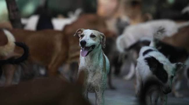 nagaland dog meat ban, nagaland dog meat, stray dogs nagaland, nagaland dog food, nagaland government, indian express
