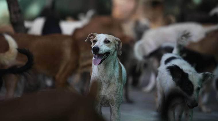 Out to collect wood in forest, UP girl mauled to death by dogs