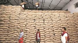 maharashtra sugar mills, maharashtra sugar exports, pune, pune news, latest news, indian express