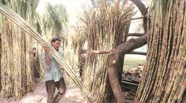 India sugar industry, Brazil sugar industry, ethanol production India, benefits of increasing ethanol production, indian cane growers, Eduardo Leão de Sousa, Brazilian Sugarcane Industry Association, UNICA