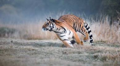 tiger chases jeep in ranthambore, ranthambore jeep tiger viral video, tiger chases jeep viral video, scary tiger video, tiger trending, indian express, indian express news