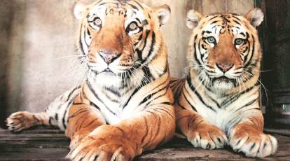 The Royal Bengal Tiger - Tiger Safari India