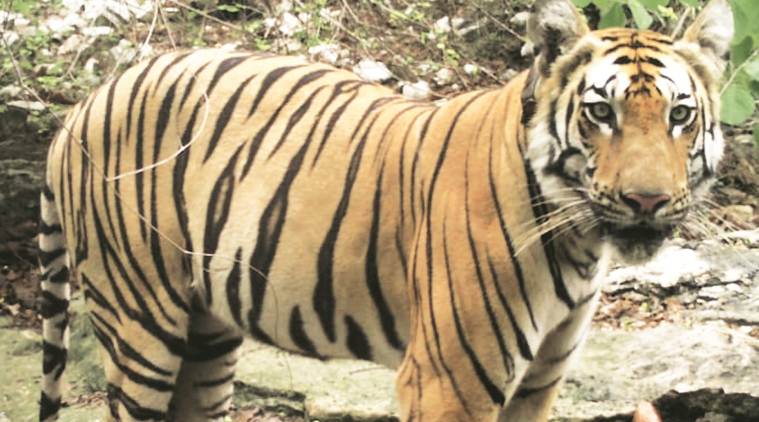 Tigers, Tigers in india, tiger india population, population theory, Population theory explained, Wildlife Institute of India, T1C1, Indian Express
