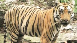 Tigers, Tigers in india, tiger india population, population theory, Population theory explained, Wildlife Institute of India, T1C1, Indian Express