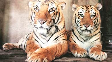 Delhi zoo welcomes three white tiger cubs after 7 years - India Today