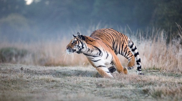 Tipeshwar Wildlife Sanctuary, Tipeshwar Wildlife Sanctuary Vidarbha, Yavatmal tiger, Yavatmal radio collared tiger, Tiger walks 1700 km, Tipeshwar tiger 1700 km