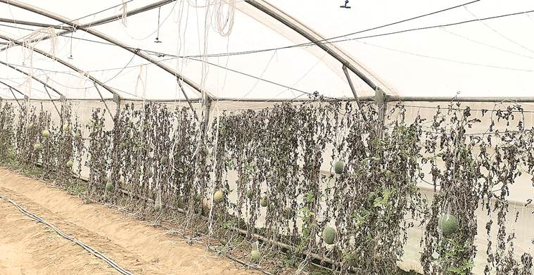Winter watermelons give small, marginal farmers fresh hope of making a pretty penny
