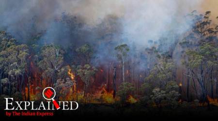 Australia bushfires, Australia forest fire, Australia wildfires, Australia bushfires death toll, New SOuth Wales bushfires, Australia news, world news