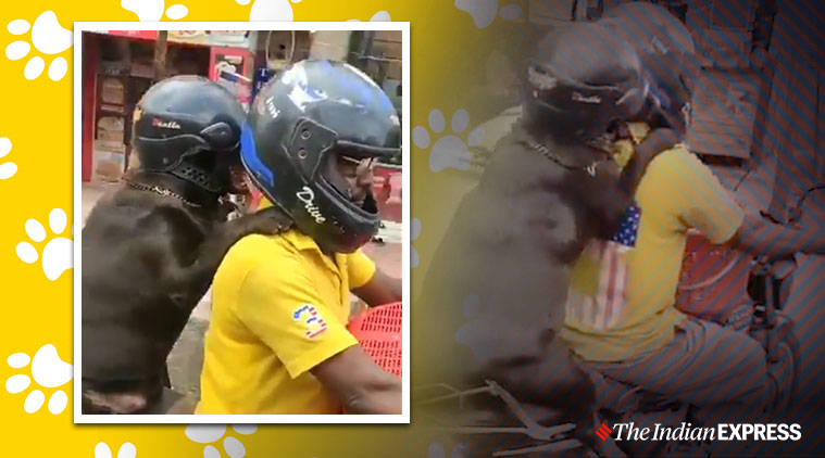 Dog wears helmet, sets road safety example; video goes viral | Trending ...