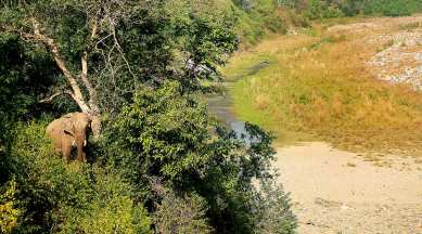 Corbett National Park, Corbett, Kosi river, where is Corbett National Park, niltava, minivet, indian express news