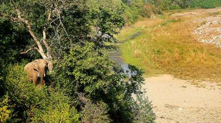 Corbett National Park, Corbett, Kosi river, where is Corbett National Park, niltava, minivet, indian express news