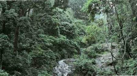 Goa forest cover, Goa private forests, NGT, NGT order Goa forests, NGT private forest in Goa, Goa news, Goa Foundation, indian express