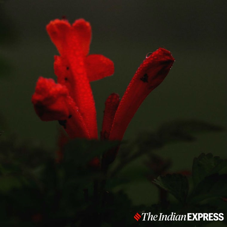 Fujifilm, Fujifilm X-A7, Fujifilm X-A7 price in India, Fujifilm X-A7 review, Fujifilm X-A7 mirrorless camera