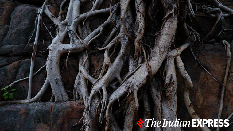 Fujifilm, Fujifilm X-A7, Fujifilm X-A7 price in India, Fujifilm X-A7 review, Fujifilm X-A7 mirrorless camera