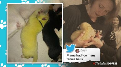 German Shepherd Gives Birth To Lime Green Puppy That Has Been Named Hulk Trending News The Indian Express