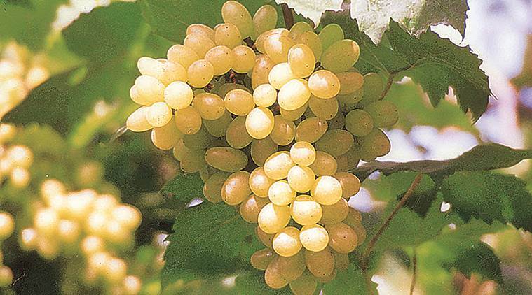 grape exports india, india grape exports, Nashik grape exports, pune city news