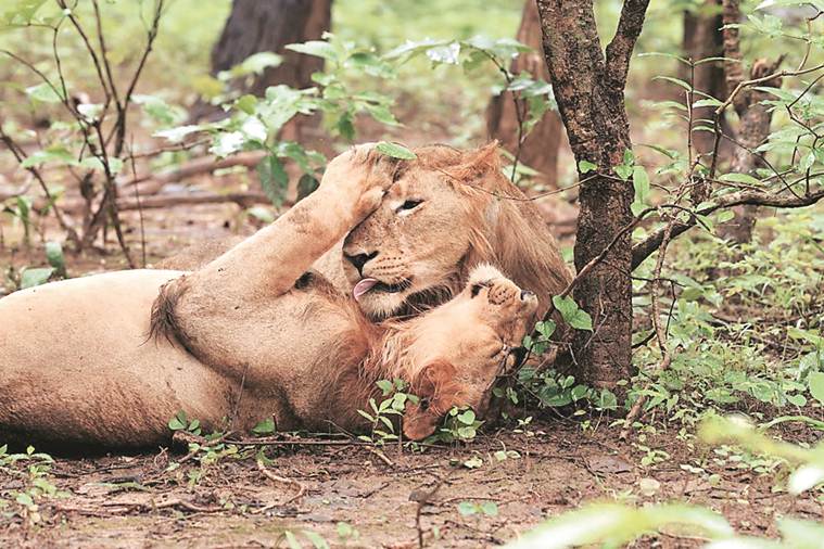 documentary on lions of Gir, Gir National Park, Gir National Park lion deaths, virus killed lions of gir, indian express news