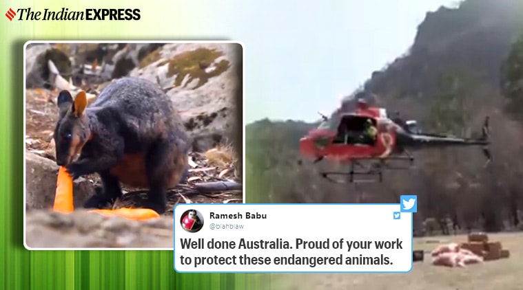 Australia drops 4,000 pounds of food to save starving wildlife