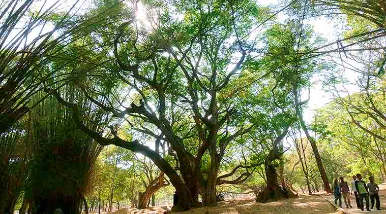 Ethical Treatment of Plants, Down in Jungleland, Amazon rainforest, TLC, Israeli team, forest, climate change, global warming, indian express news