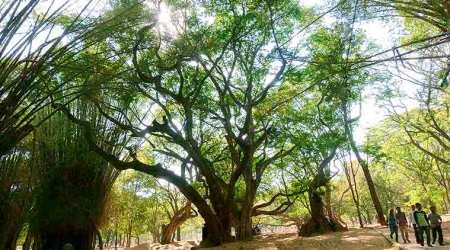 Ethical Treatment of Plants, Down in Jungleland, Amazon rainforest, TLC, Israeli team, forest, climate change, global warming, indian express news