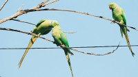 parrot, wildlife, parrot, wildlife, parrot, ranjit lal sunday eye, indian express, indian express news