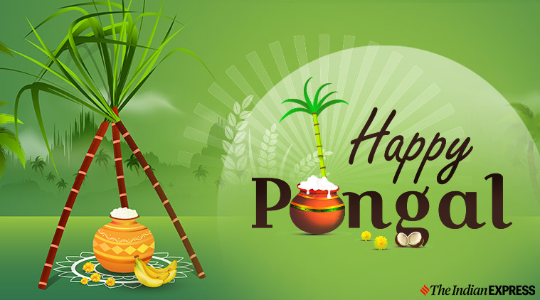 Happy Pongal Images 2020: Wishes Images, Quotes, Status, SMS, Messages, HD Wallpapers, Photos