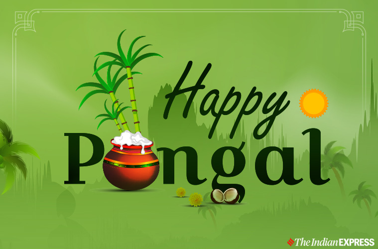 Pongal Wishes Projects :: Photos, videos, logos, illustrations and branding  :: Behance