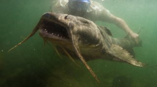 freshwater fish, fishes, fish, The freshwater giants are dying