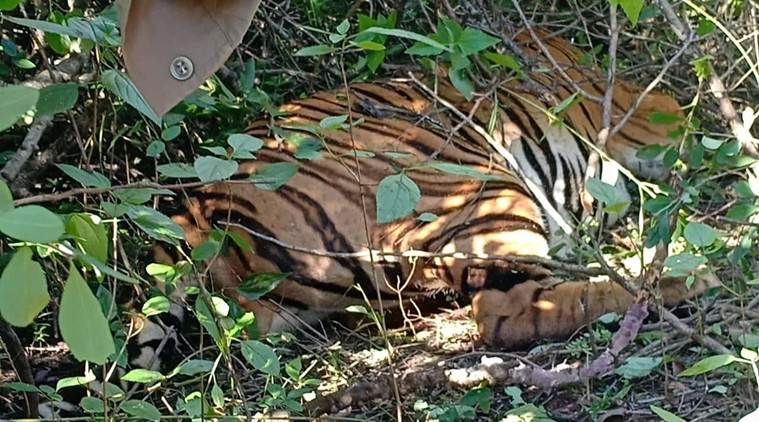 Two more tiger carcasses found in Goa, probe underway