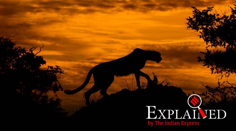 African cheetah, Supreme Court, India to get African cheetah, Asiatic cheetah, endagered species in india, indian express, indian express explained