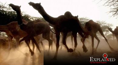 Australia camels, australia culling camels, australia killing camels, australia bushfires, APY Lands, indian express explained, indian express