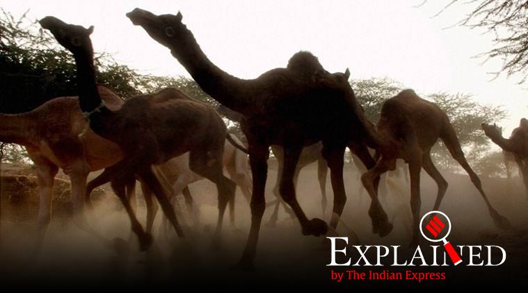 Australia camels, australia culling camels, australia killing camels, australia bushfires, APY Lands, indian express explained, indian express